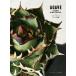 [ бесплатная доставка ][книга@/ журнал ]/ агава *chitanota имя do иллюстрированная книга /INDOORJUNGLE редактирование часть / сборник ( монография * Mucc )