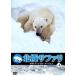 [ бесплатная доставка ][DVD]/ документальный / север высшее Safari withnai гель *ma-venvol.4