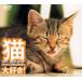 [ бесплатная доставка ][DVD]/ хобби образование / кошка, большой нравится! Cats Be Happy!