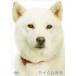 [ бесплатная доставка ][DVD]/ хобби образование ( kai kun )/ kai kun день мир 