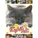 [ бесплатная доставка ][DVD]/ варьете /......~.... смех .. кошка кошка анимация ho nto. такой ....... делать ~