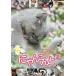 [DVD]/ варьете /......2 ~ кошка удивляться omo белый .. анимация ho nto. такой ....... делать ~