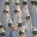 [CD]/�饤�ե�����ȥڥ�/���Х��ȡ����Х���