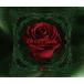 [CD]/D/Bloody Rose 