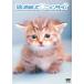 [ бесплатная доставка ][DVD]/ хобби образование / приятно познакомиться nyan время 