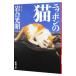  Nippon. кошка | скала . свет .