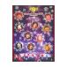 DVD| Negima!?Magical X*mas DVD