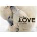 Polar Bear LOVE|VogtLisa