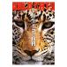 . сырой кошка. различные предметы [ no. 4 версия ]| сейчас Izumi . Akira 