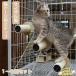  клетка для подножка кошка для кошка для подножка лестница башня для кошки коготь .. коготь точить вспомогательная подножка товары для домашних животных безопасность удобный легкий в использовании популярный модный удобный 