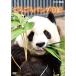 ���낲��p���_���L DVD �S2��