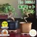 �͔|�L�b�g �͔|�Z�b�g �~�� The BONSAI ���� �ԏ� ���� ���� ������� �킩���Ă� �M�t�g �v���[���g ���蕨 �a���� �ސE�j �h�V�̓� ���̓� ���{��