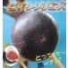 ichi ось рассада инжир. дерево biore санки es(ichi ось ): фруктовое дерево рассада biore- санки es большой АО высота дерева 60~80 см степень 