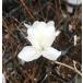  азалия белый цветок три лист азалия ( Mitsuba азалия ) белый цветок Mitsuba азалия 