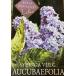 . ввод лист lilac auk Varie fo задний ( фиолетовый цвет )