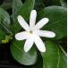  Таити гардения (tiare Таити ) 5 размер горшок 