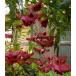 f улин бересклет mayumi( ветряной колокольчик грузоподъемность цветок mayumi)* высота дерева 10 см степень 