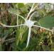  Spider Lilly (himenoka белка ) pot .. рассада саженец 