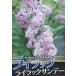  большой АО . lilac ( lilac Sunday ) compact lilac 