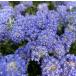  почти цветение ... California lilac (seano подвеска ) 5 размер горшок рассада Pacific голубой . покупка 