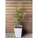 [6 размер квадратное растение в горшке ]oni османтус разнолистный (..). покупка 