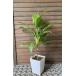 ti* leaf AlohaGreen ( чай leaf ) 6 размер квадратное растение в горшке aro - зеленый Tey - leaf 