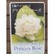 жасмин большой колесо . -слойный ..matsu licca Princess rose (3 размер pot ..)pikake рассада 