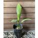 uchiwa cocos nucifera likala*perutata*smawongi-3 размер pot рассада (peruta-ta*sma one gi-)