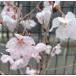 6 размер растение в горшке Sakura. дерево Sakura. саженец Sakura. цветок .. Sakura :hi gun The kla( Sakura ) саженец Sakura рассада Sakura 