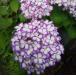  рука . фиолетовый . цветок фиолетовый тип часть 5 размер растение в горшке : фиолетовый . цветок рассада саженец te Мали гортензия фиолетовый type b
