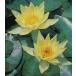 . водяная лилия : желтый цветок ( pot ..)
