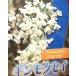  серебряный wooden ( серебристый wooden ) 3 размер pot рассада саженец 