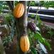  chocolate. tree (kakao):. obi fruit tree seedling 