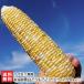  Niigata производство желтый белый кукуруза (2L размер )20 шт. комплект /.... сельское хозяйство ./ отсроченный платеж расчет не возможно / бесплатная доставка 
