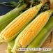  Niigata префектура производство кукуруза 10 шт. входит / Kobayashi сельское хозяйство место / бесплатная доставка 