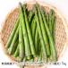  Niigata префектура производство зеленый спаржа 2L размер ( очень толстый )1kg / Iizuka сельское хозяйство ./ бесплатная доставка 
