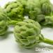  Niigata префектура производство артишок M размер 2kg(12~16 шт )/ ферма . удача / бесплатная доставка 