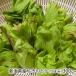  Niigata префектура производство Fuki no Tou (...)300g/..... дикоросы ./ бесплатная доставка 