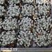 se dam s parts lifolium' накидка качели '