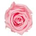  консервированный цветок свежий look piko Rav ro Sam rose Bay Be розовый 1 колесо нестандартный отправка возможность 