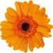  консервированный цветок гербера полный -ti orange 1 колесо нестандартный отправка возможность 