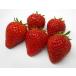  клубника [....(pvp)]2 шт. комплект 7.5cm pot рассада 