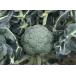  брокколи. рассада [ весна ....* брокколи ]9cm pot [ распродажа период : осень период 9 месяц последняя декада ~10 месяц последняя декада ]