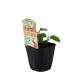 edamame[ микро ветка бобы ]9cm pot рассада [4 месяц средний .~5 месяц сверху . отправка минут предварительный заказ ]
