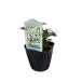  супер ..gekitsu[ шелк жасмин nana] 9cm pot рассада [5 месяц сверху .~ отправка минут предварительный заказ ]