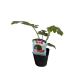 [ лето .. арбуз теплота . сильный . маленький шар ] 9cm pot [6 месяц сверху .~7 месяц сверху . отправка ]