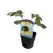 [ лето .. арбуз теплота . сильный желтый маленький шар ] 9cm pot [6 месяц сверху .~7 месяц сверху . отправка ]