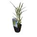  super лето овощи [ водяной шпинат ] 9cm pot [6 месяц последняя декада ~7 месяц последняя декада отправка ]