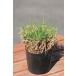  West lawn grass [tif ton 419 5 pot set ]7.5cm pot seedling 