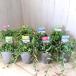  случайный 2 pot колье суккулентное растение 